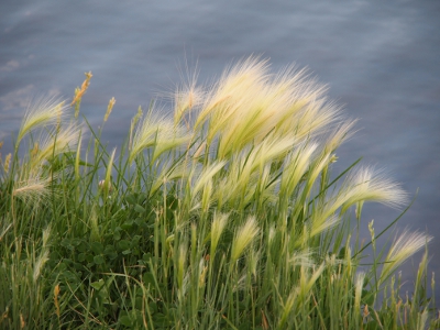 [Grass topped by what looks like tan, feathery paint brushes at the water's edge.]